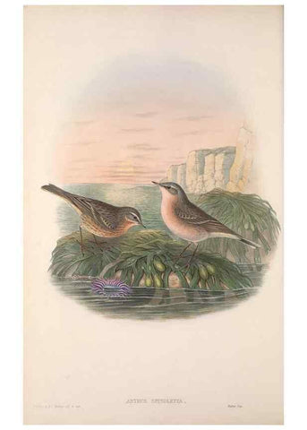 Reproducción/Reproduction 48915025862: The birds of Great Britain. London :Printed by Taylor and Francis, published by the author,1873.. 