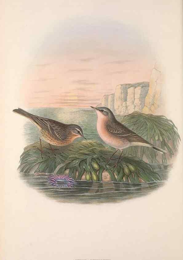Reproducción/Reproduction 48915025862: The birds of Great Britain. London :Printed by Taylor and Francis, published by the author,1873.. 