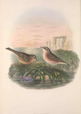 Reproducción/Reproduction 48915025862: The birds of Great Britain. London :Printed by Taylor and Francis, published by the author,1873.. 
