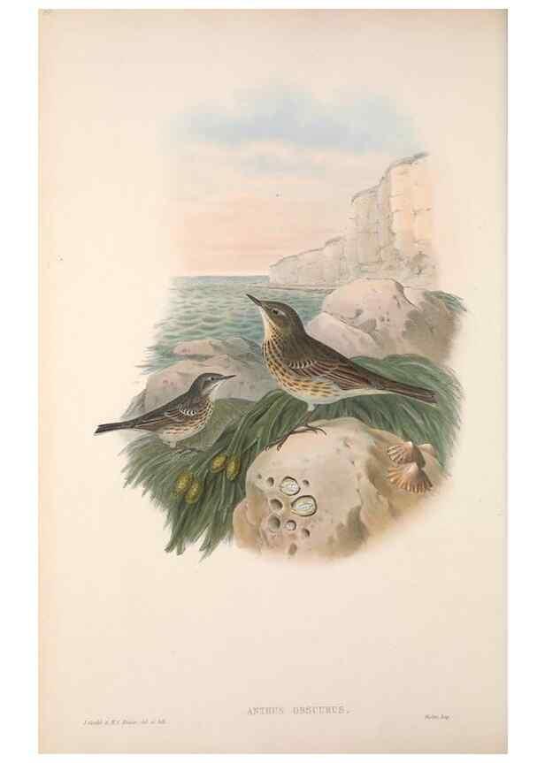 Reproducción/Reproduction 48914821271: The birds of Great Britain. London :Printed by Taylor and Francis, published by the author,1873.. 