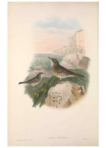 Reproducción/Reproduction 48914821271: The birds of Great Britain. London :Printed by Taylor and Francis, published by the author,1873.. 