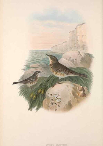 Reproducción/Reproduction 48914821271: The birds of Great Britain. London :Printed by Taylor and Francis, published by the author,1873.. 