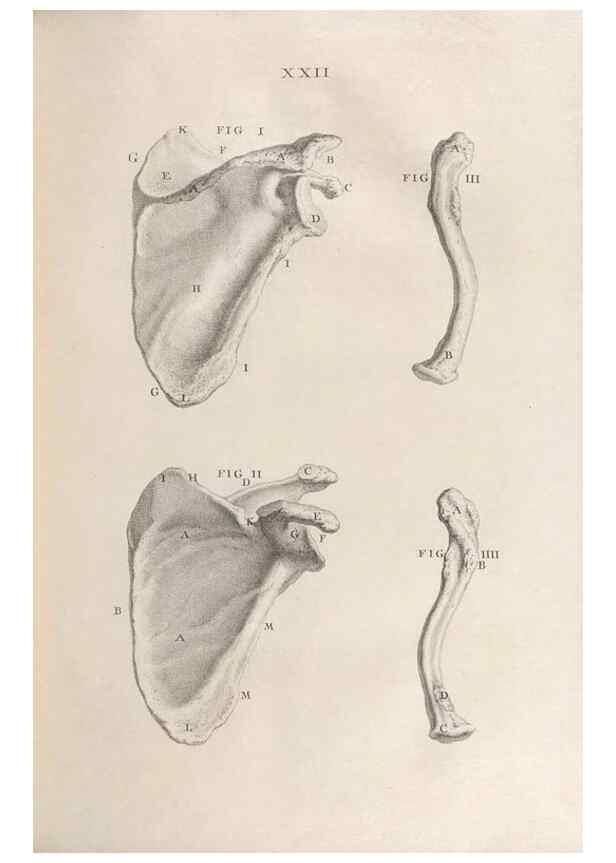 Reproducción/Reproduction 48832801216: Osteographia, or the Anatomy of the Bones.. London,1733.. 