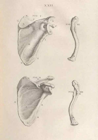Reproducción/Reproduction 48832801216: Osteographia, or the Anatomy of the Bones.. London,1733.. 