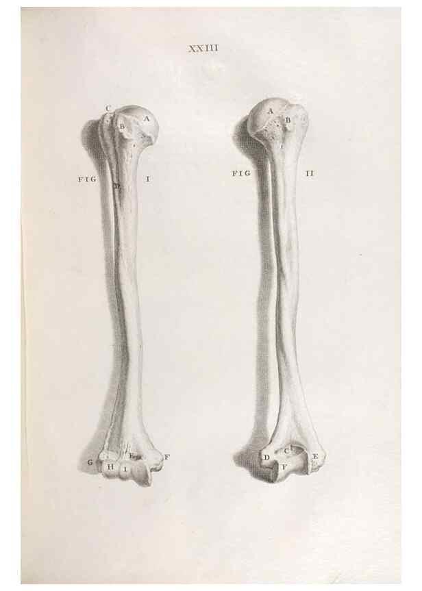 Reproducción/Reproduction 48832801616: Osteographia, or the Anatomy of the Bones.. London,1733.. 