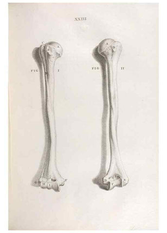Reproducción/Reproduction 48832801616: Osteographia, or the Anatomy of the Bones.. London,1733.. 
