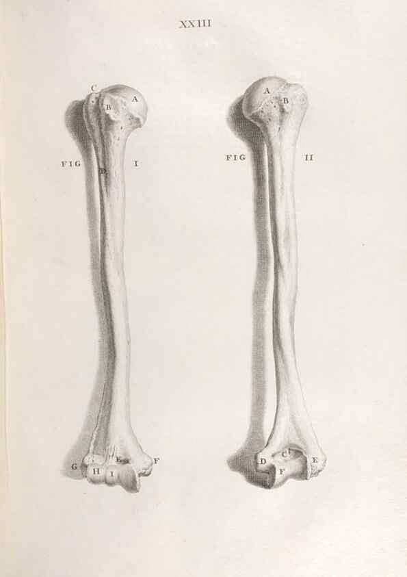 Reproducción/Reproduction 48832801616: Osteographia, or the Anatomy of the Bones.. London,1733.. 