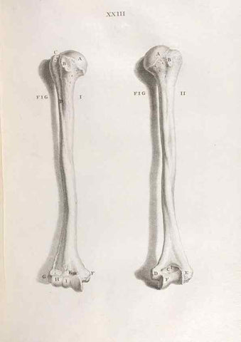 Reproducción/Reproduction 48832801616: Osteographia, or the Anatomy of the Bones.. London,1733.. 