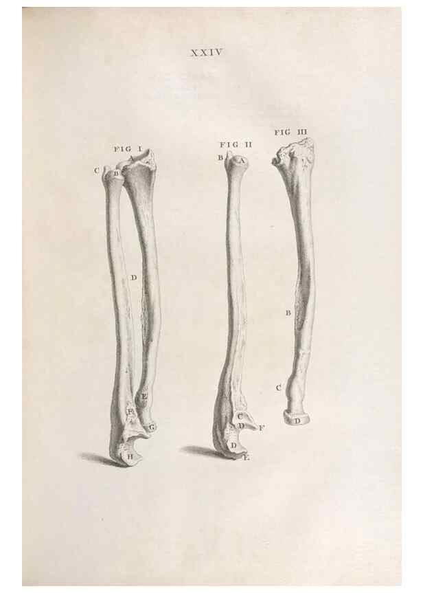 Reproducción/Reproduction 48832435983: Osteographia, or the Anatomy of the Bones.. London,1733.. 