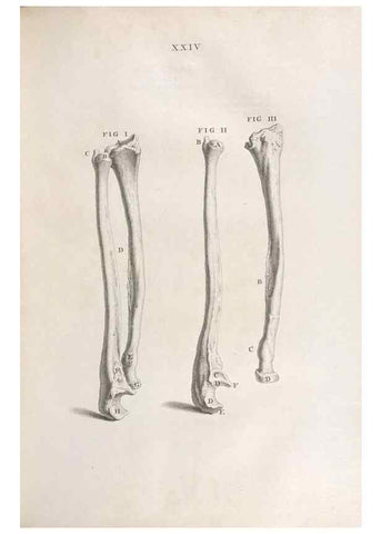Reproducción/Reproduction 48832435983: Osteographia, or the Anatomy of the Bones.. London,1733.. 