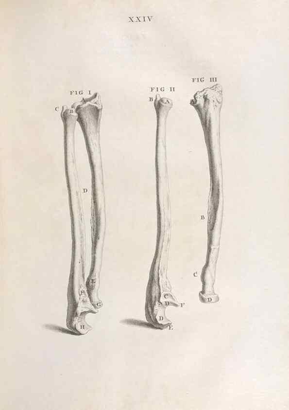 Reproducción/Reproduction 48832435983: Osteographia, or the Anatomy of the Bones.. London,1733.. 