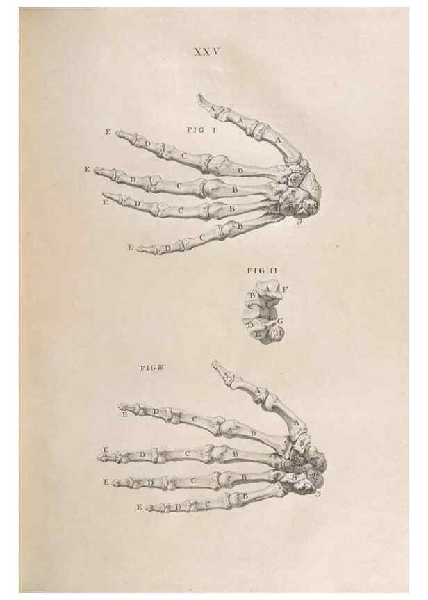 Reproducción/Reproduction 48832802401: Osteographia, or the Anatomy of the Bones.. London,1733.. 