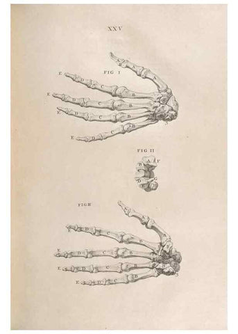 Reproducción/Reproduction 48832802401: Osteographia, or the Anatomy of the Bones.. London,1733.. 