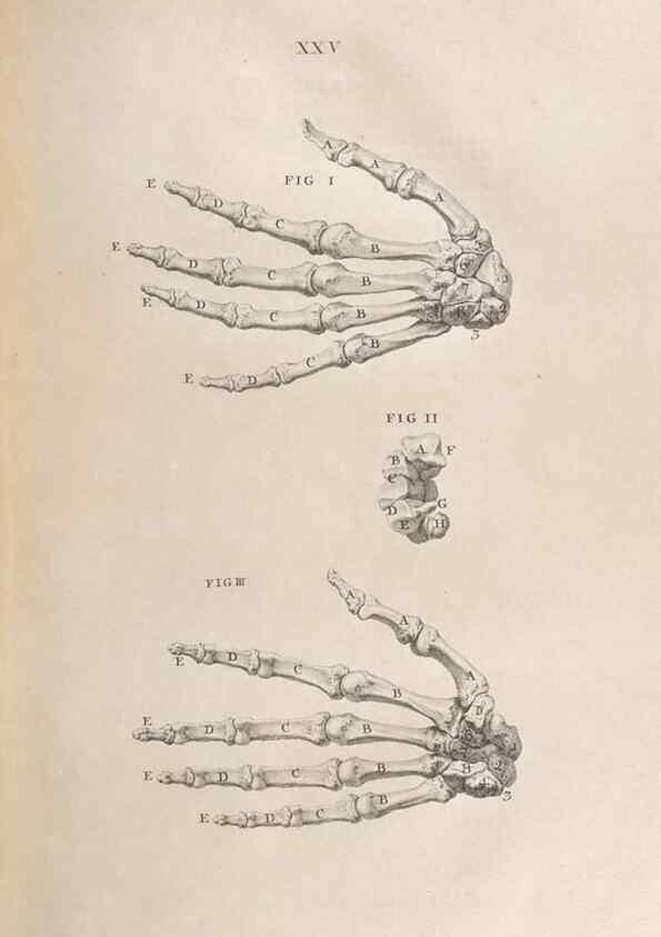 Reproducción/Reproduction 48832802401: Osteographia, or the Anatomy of the Bones.. London,1733.. 