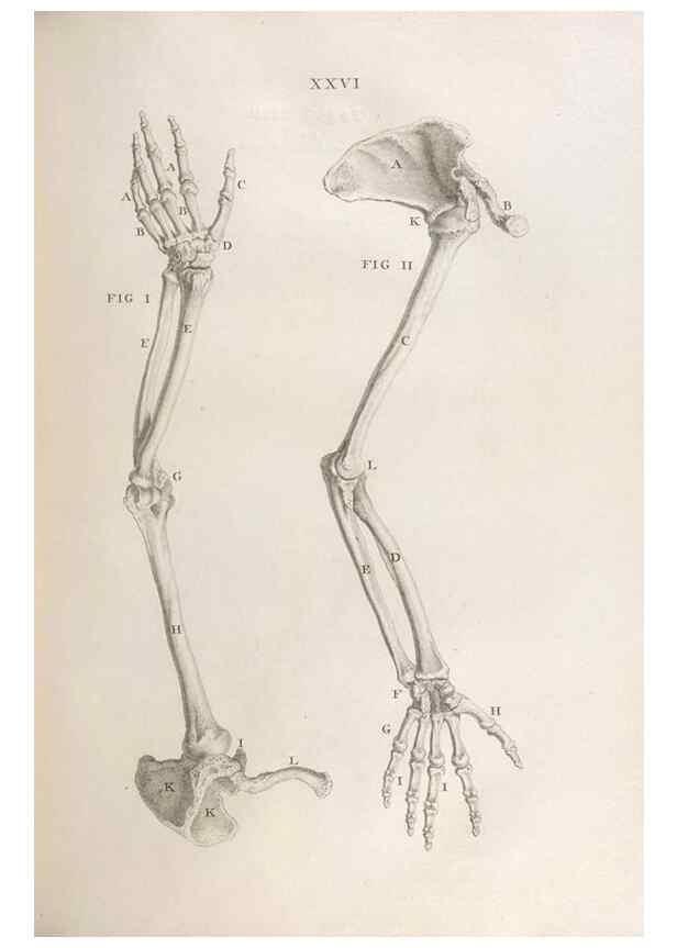 Reproducción/Reproduction 48832436763: Osteographia, or the Anatomy of the Bones.. London,1733.. 