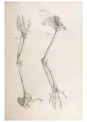 Reproducción/Reproduction 48832436763: Osteographia, or the Anatomy of the Bones.. London,1733.. 