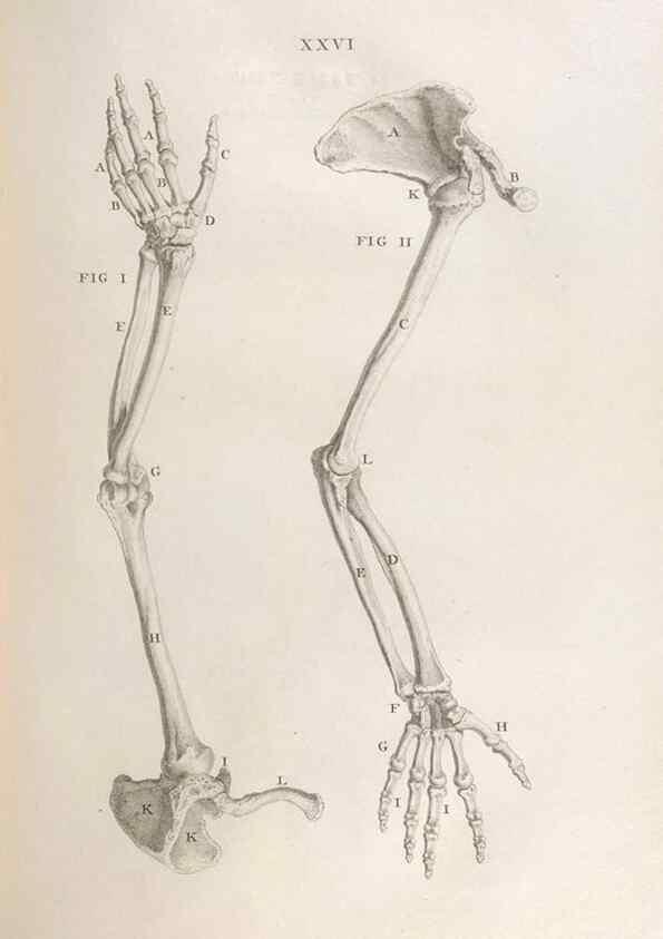Reproducción/Reproduction 48832436763: Osteographia, or the Anatomy of the Bones.. London,1733.. 