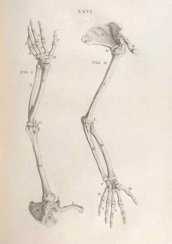 Reproducción/Reproduction 48832436763: Osteographia, or the Anatomy of the Bones.. London,1733.. 
