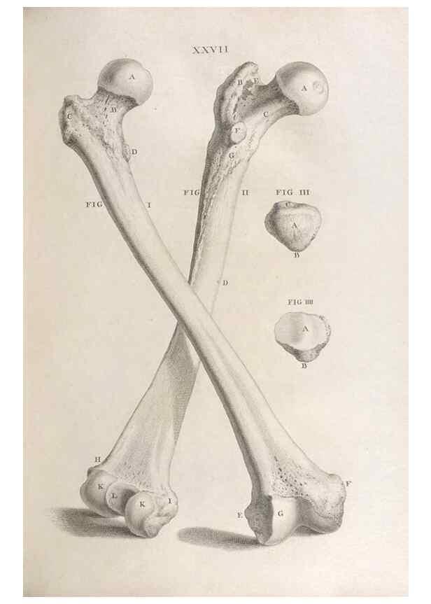 Reproducción/Reproduction 48832437113: Osteographia, or the Anatomy of the Bones.. London,1733.. 