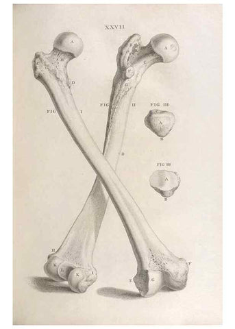 Reproducción/Reproduction 48832437113: Osteographia, or the Anatomy of the Bones.. London,1733.. 