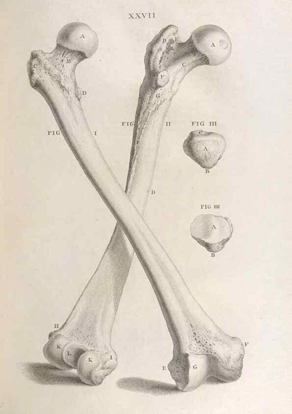 Reproducción/Reproduction 48832437113: Osteographia, or the Anatomy of the Bones.. London,1733.. 