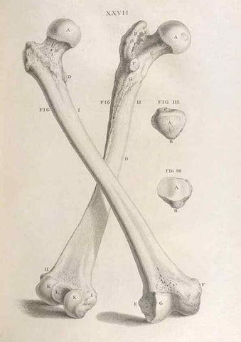 Reproducción/Reproduction 48832437113: Osteographia, or the Anatomy of the Bones.. London,1733.. 