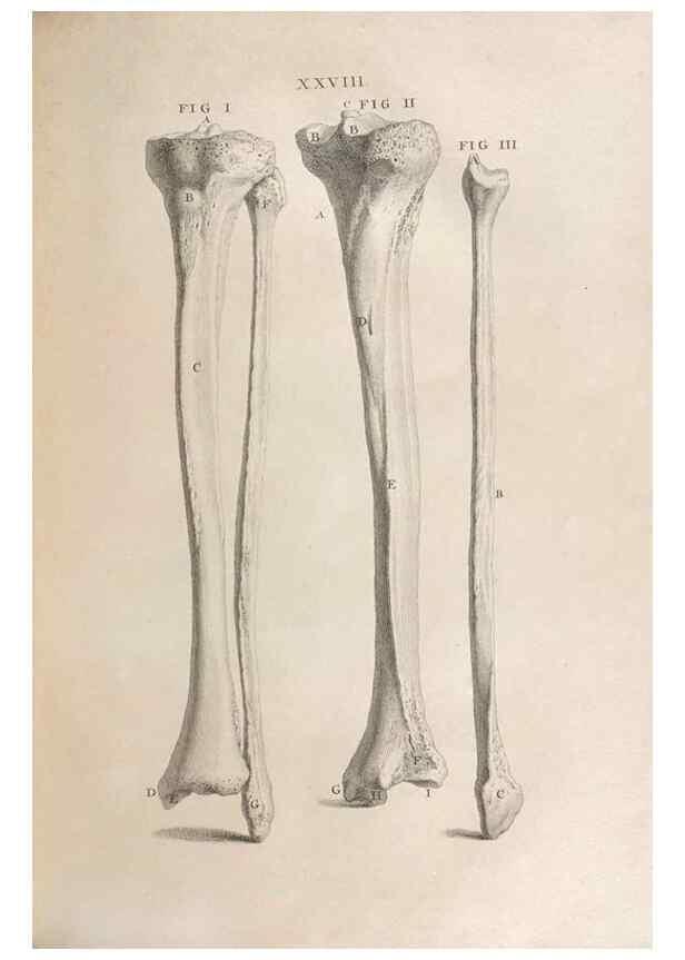Reproducción/Reproduction 48832973937: Osteographia, or the Anatomy of the Bones.. London,1733.. 