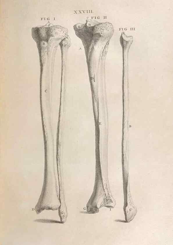 Reproducción/Reproduction 48832973937: Osteographia, or the Anatomy of the Bones.. London,1733.. 