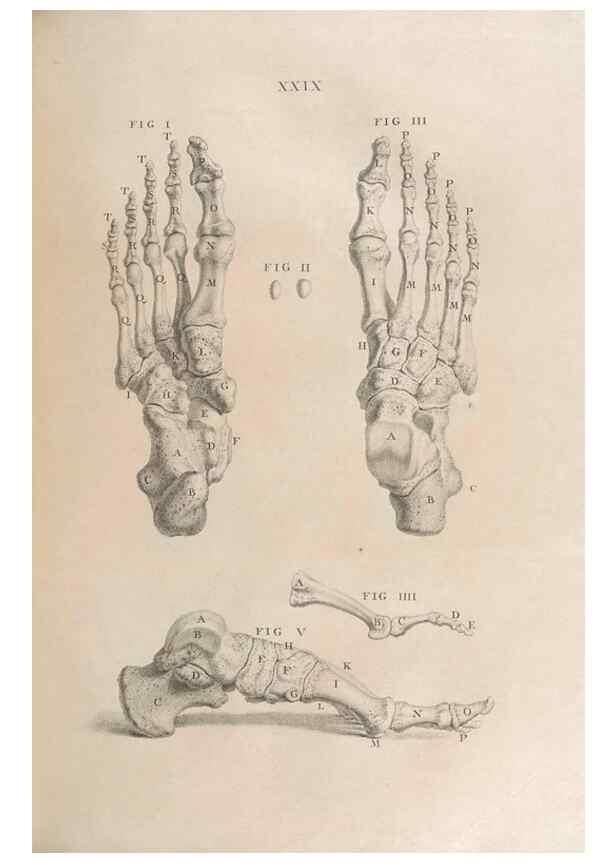 Reproducción/Reproduction 48832974302: Osteographia, or the Anatomy of the Bones.. London,1733.. 