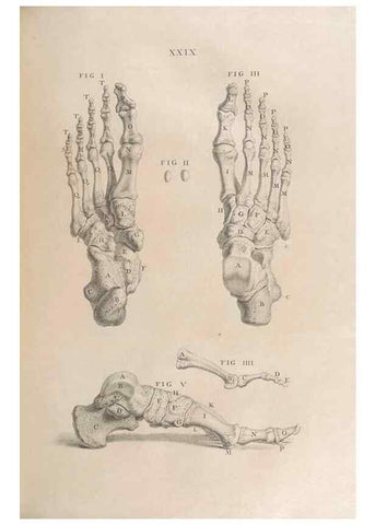 Reproducción/Reproduction 48832974302: Osteographia, or the Anatomy of the Bones.. London,1733.. 