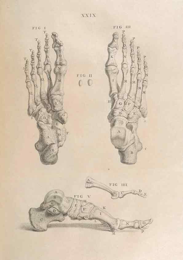 Reproducción/Reproduction 48832974302: Osteographia, or the Anatomy of the Bones.. London,1733.. 