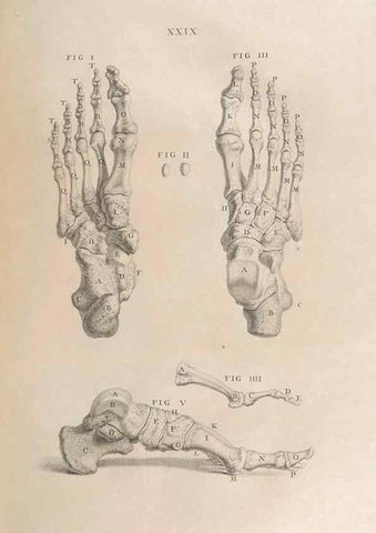 Reproducción/Reproduction 48832974302: Osteographia, or the Anatomy of the Bones.. London,1733.. 