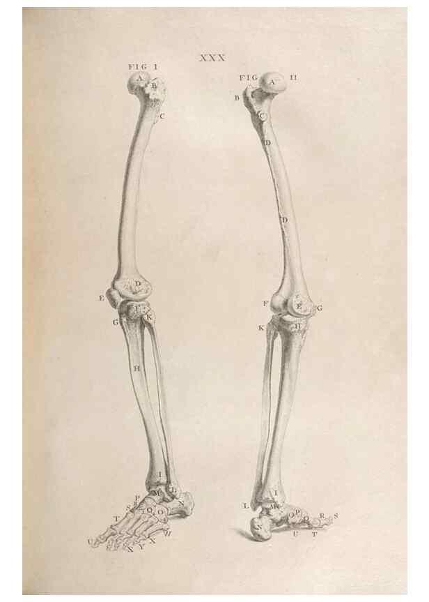 Reproducción/Reproduction 48832438248: Osteographia, or the Anatomy of the Bones.. London,1733.. 