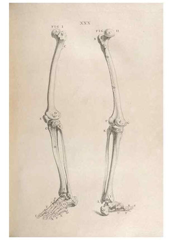 Reproducción/Reproduction 48832438248: Osteographia, or the Anatomy of the Bones.. London,1733.. 