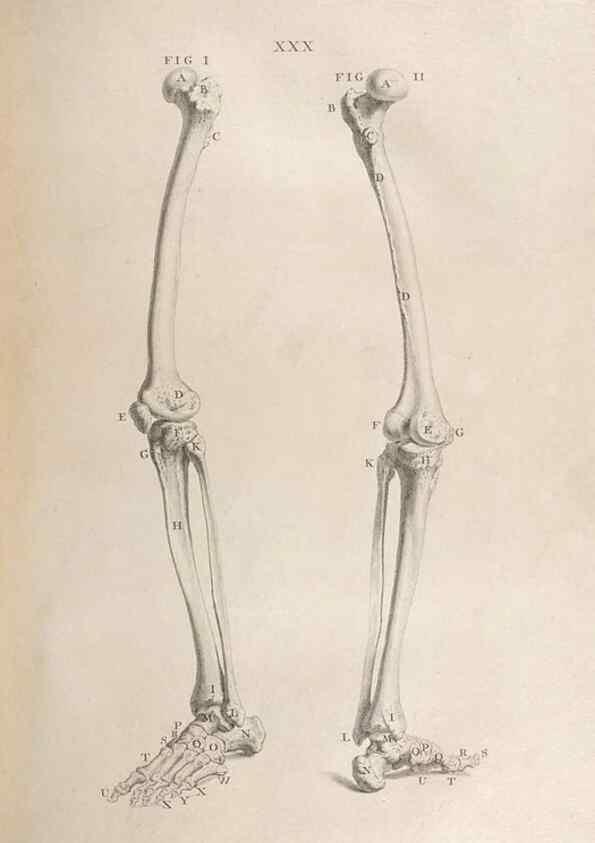 Reproducción/Reproduction 48832438248: Osteographia, or the Anatomy of the Bones.. London,1733.. 