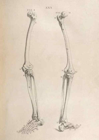 Reproducción/Reproduction 48832438248: Osteographia, or the Anatomy of the Bones.. London,1733.. 