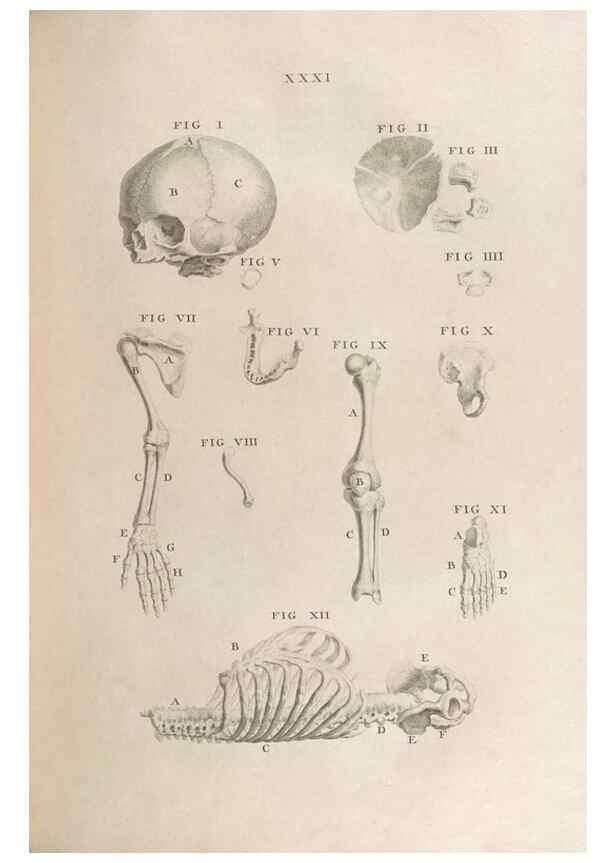 Reproducción/Reproduction 48832804551: Osteographia, or the Anatomy of the Bones.. London,1733.. 
