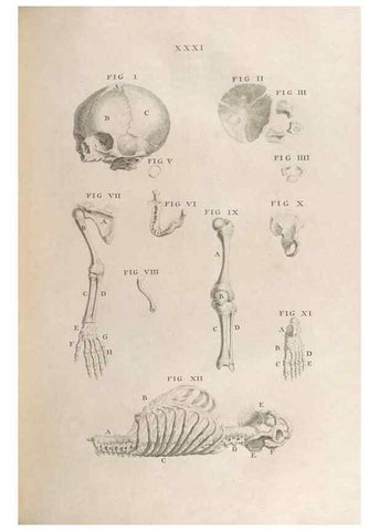 Reproducción/Reproduction 48832804551: Osteographia, or the Anatomy of the Bones.. London,1733.. 