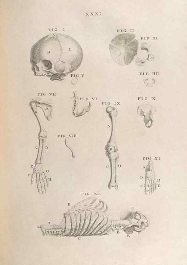 Reproducción/Reproduction 48832804551: Osteographia, or the Anatomy of the Bones.. London,1733.. 