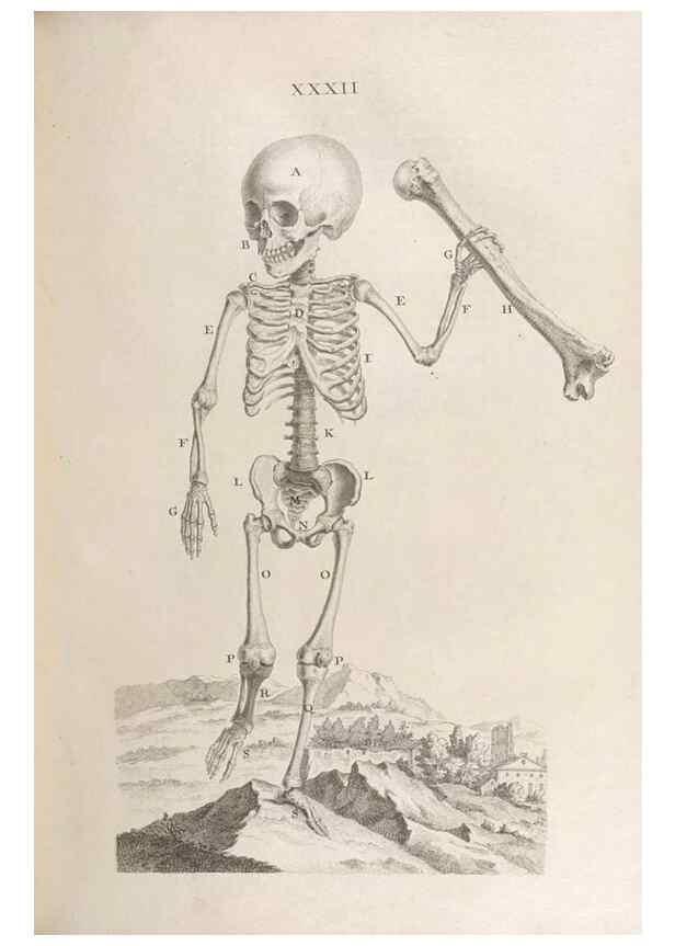 Reproducción/Reproduction 48832804896: Osteographia, or the Anatomy of the Bones.. London,1733.. 