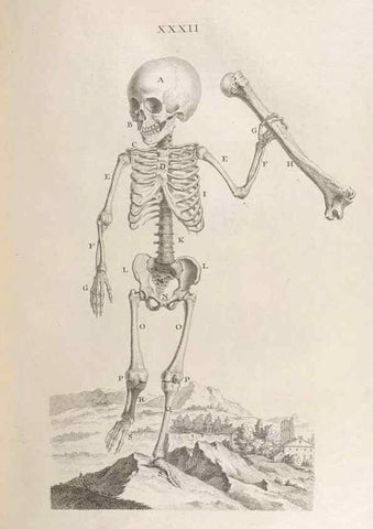 Reproducción/Reproduction 48832804896: Osteographia, or the Anatomy of the Bones.. London,1733.. 