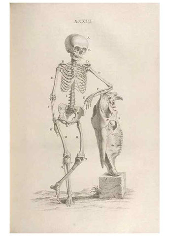 Reproducción/Reproduction 48832975712: Osteographia, or the Anatomy of the Bones.. London,1733.. 