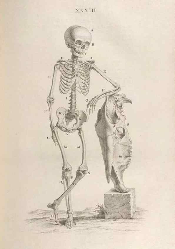 Reproducción/Reproduction 48832975712: Osteographia, or the Anatomy of the Bones.. London,1733.. 