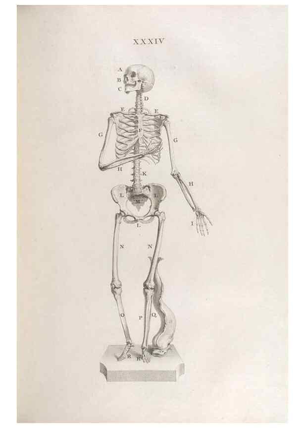 Reproducción/Reproduction 48832805616: Osteographia, or the Anatomy of the Bones.. London,1733.. 