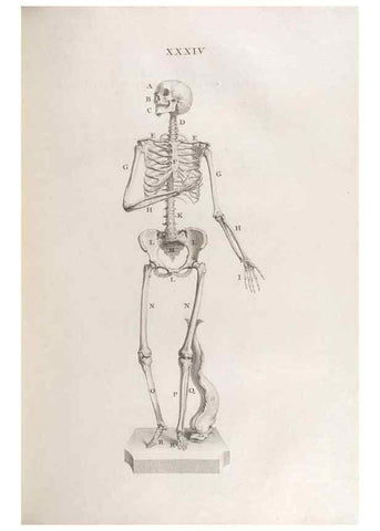 Reproducción/Reproduction 48832805616: Osteographia, or the Anatomy of the Bones.. London,1733.. 