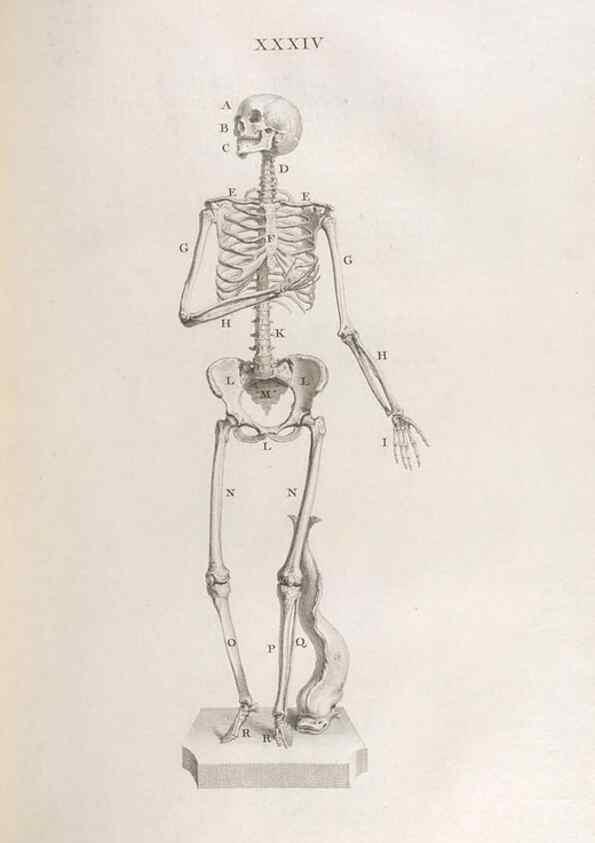 Reproducción/Reproduction 48832805616: Osteographia, or the Anatomy of the Bones.. London,1733.. 