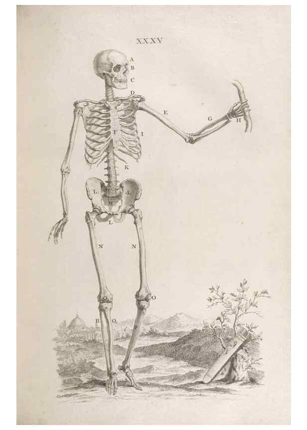 Reproducción/Reproduction 48832976282: Osteographia, or the Anatomy of the Bones.. London,1733.. 