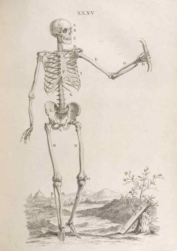 Reproducción/Reproduction 48832976282: Osteographia, or the Anatomy of the Bones.. London,1733.. 