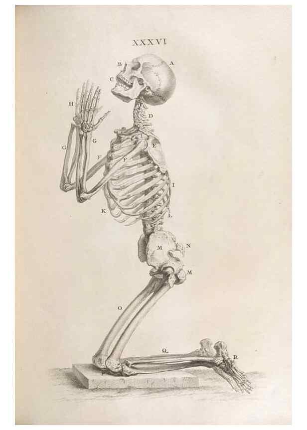 Reproducción/Reproduction 48832976647: Osteographia, or the Anatomy of the Bones.. London,1733.. 