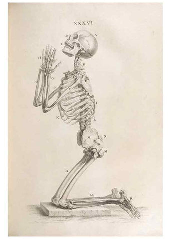 Reproducción/Reproduction 48832976647: Osteographia, or the Anatomy of the Bones.. London,1733.. 